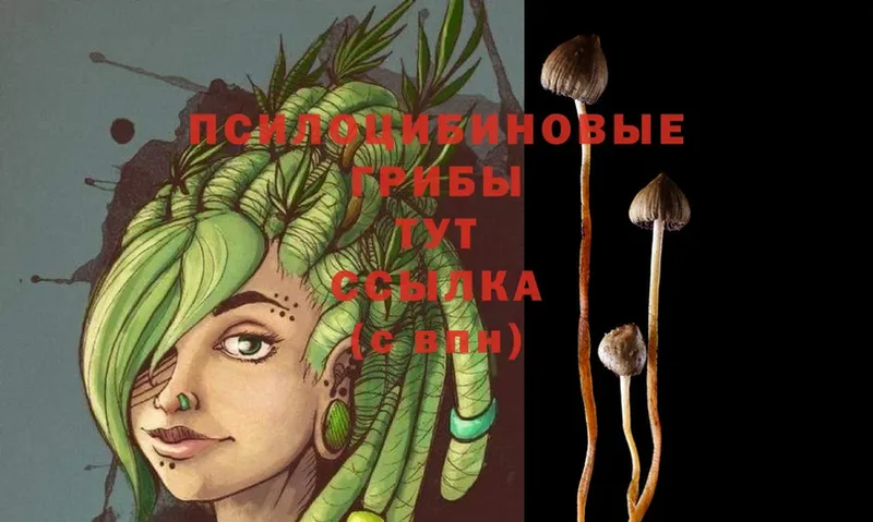 Галлюциногенные грибы Psilocybe  Донской 